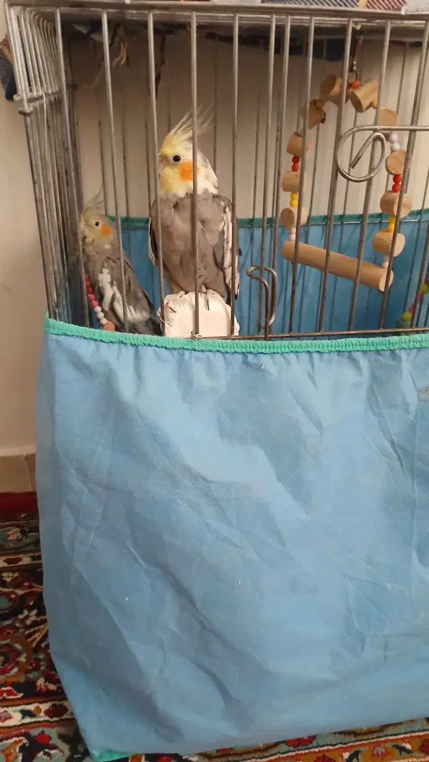 عروس هلندی یک جفت|پرنده|همدان, |دیوار