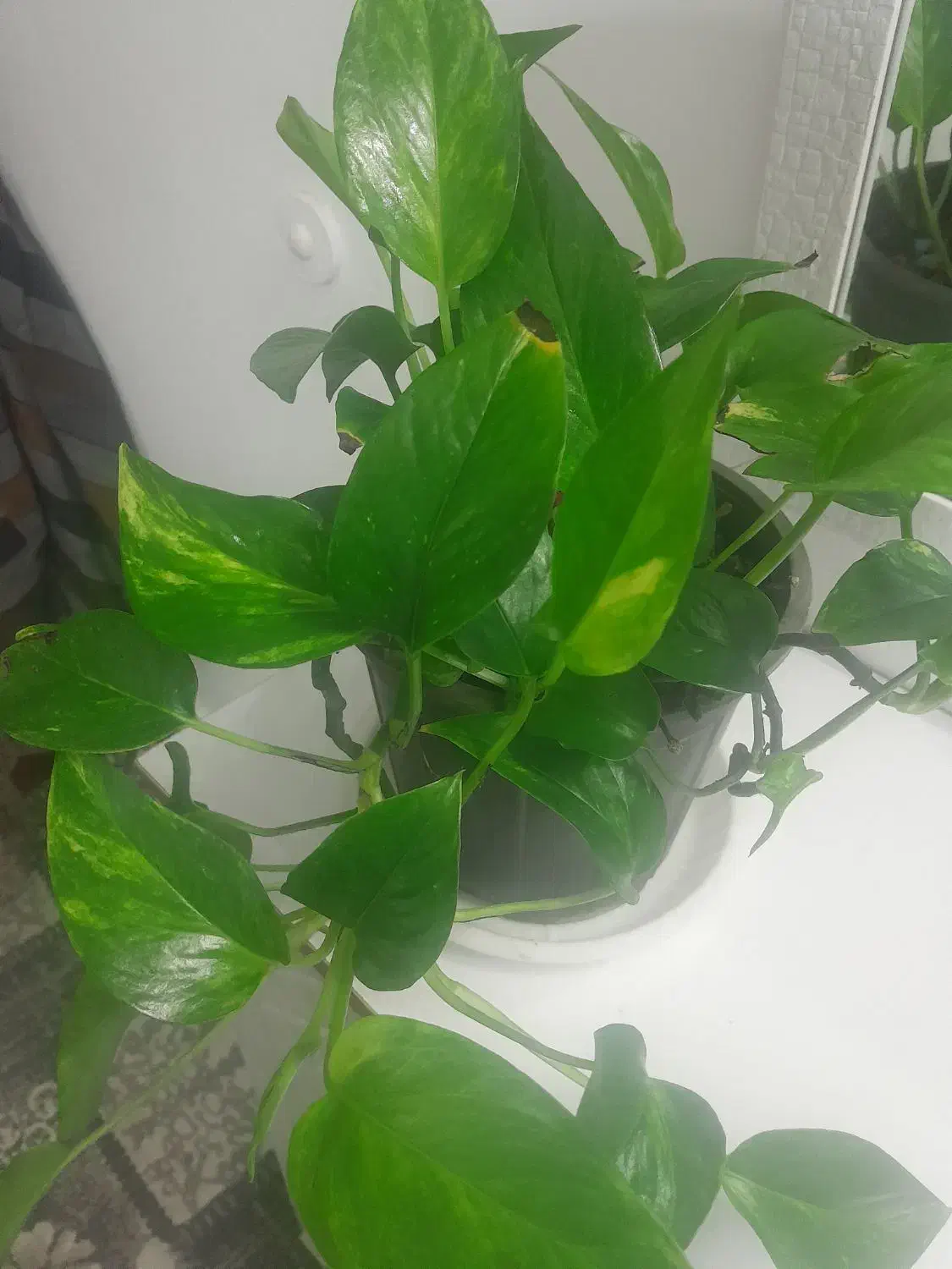 گل دیفن  و پیتوس و آگلونما برفی|گل و گیاه طبیعی|مشهد, اروند|دیوار