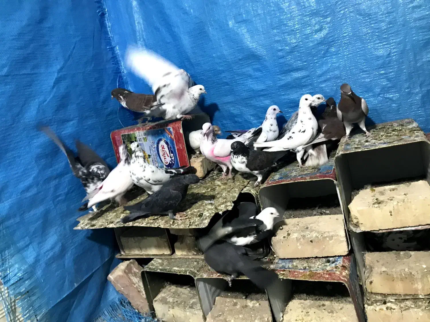 کفتر|پرنده|کاشان, پشت شهربانی|دیوار