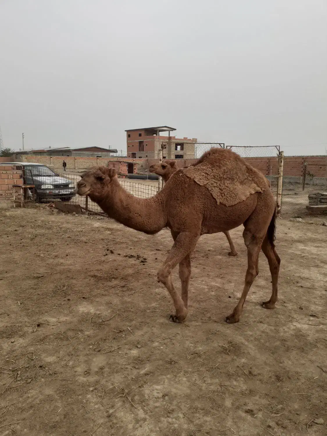 کله پاچه بچه شتر وگوشت|خوردنی و آشامیدنی|آق قلا, |دیوار