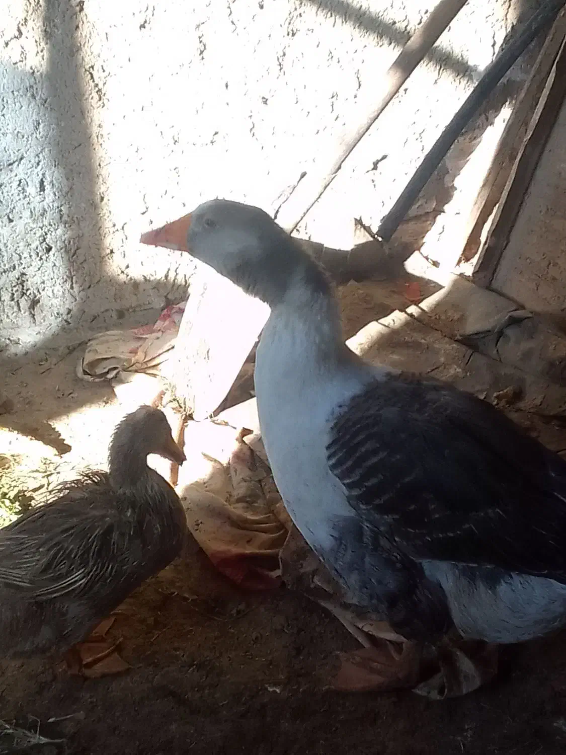 غازنر|حیوانات مزرعه|زابل, |دیوار