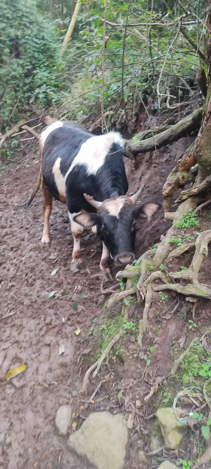 کل محلی|حیوانات مزرعه|کلاچای, |دیوار