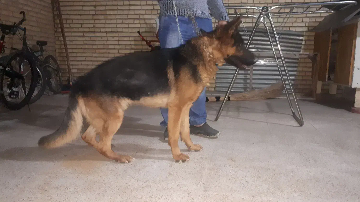 ژرمن اصیل و باتربیت|سگ|سیسخت, |دیوار