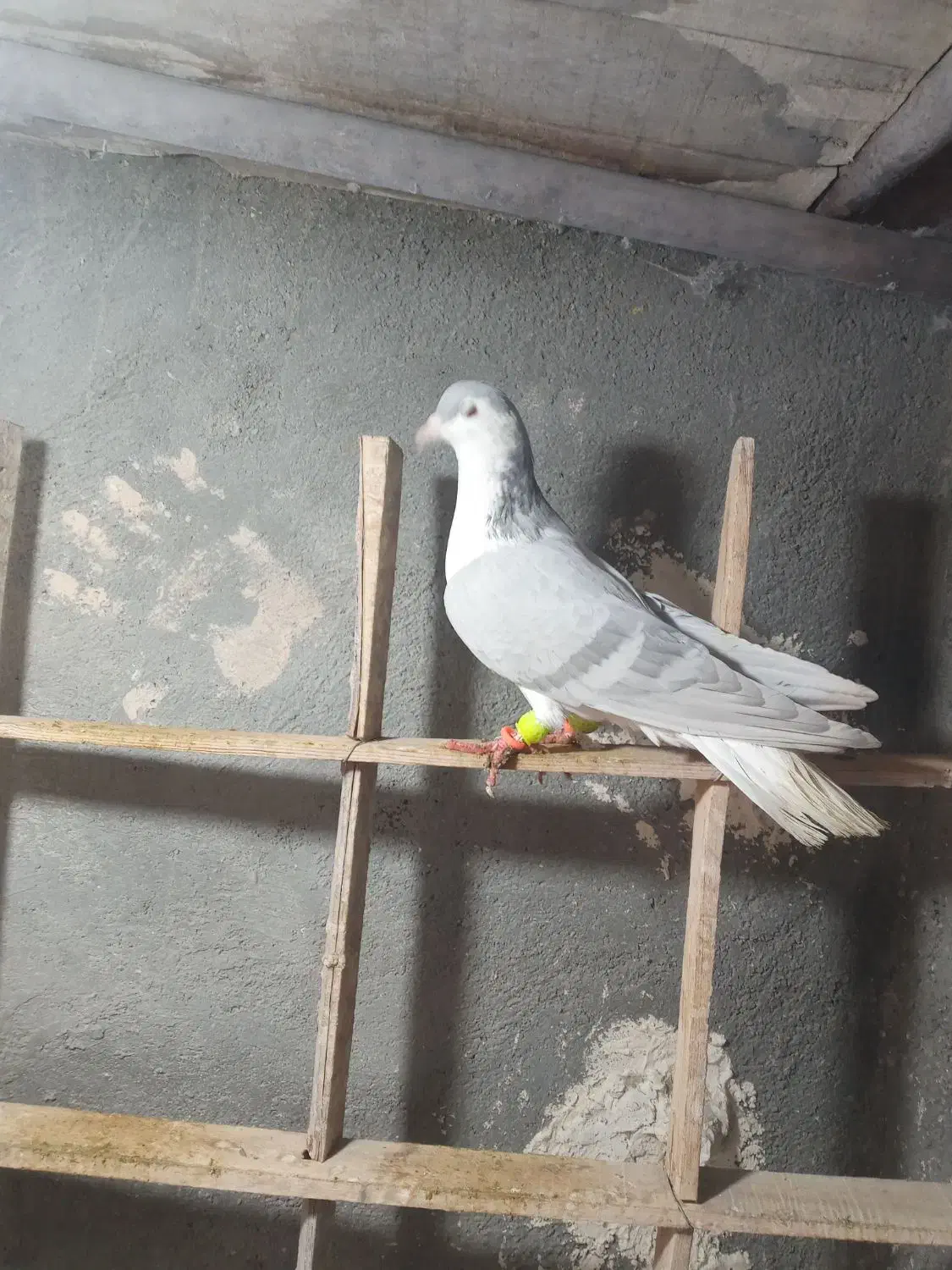 ساده لایی|پرنده|رضویه, |دیوار