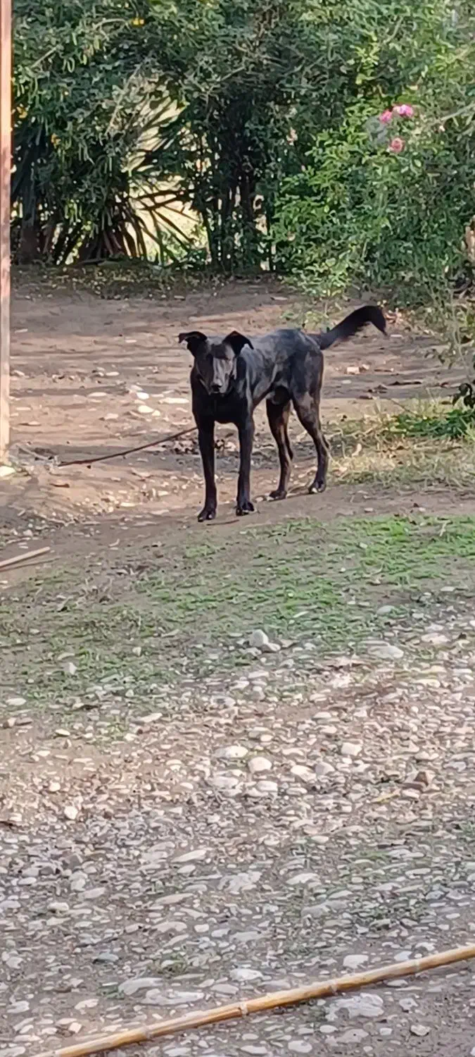 فروش سگ نگهبان     ژرمن بلک نر یک ساله|سگ|ماسال, |دیوار