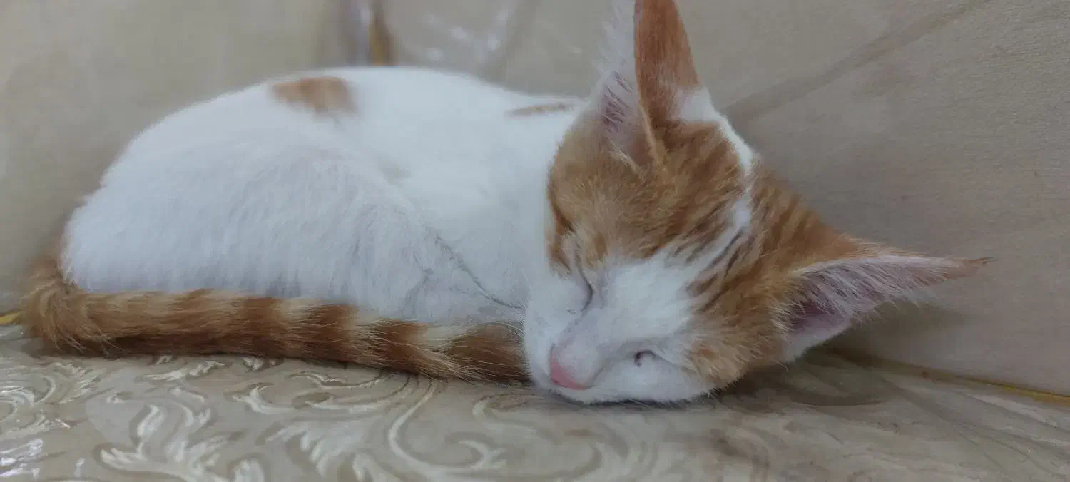 گربه|گربه|مشهد, نوده|دیوار