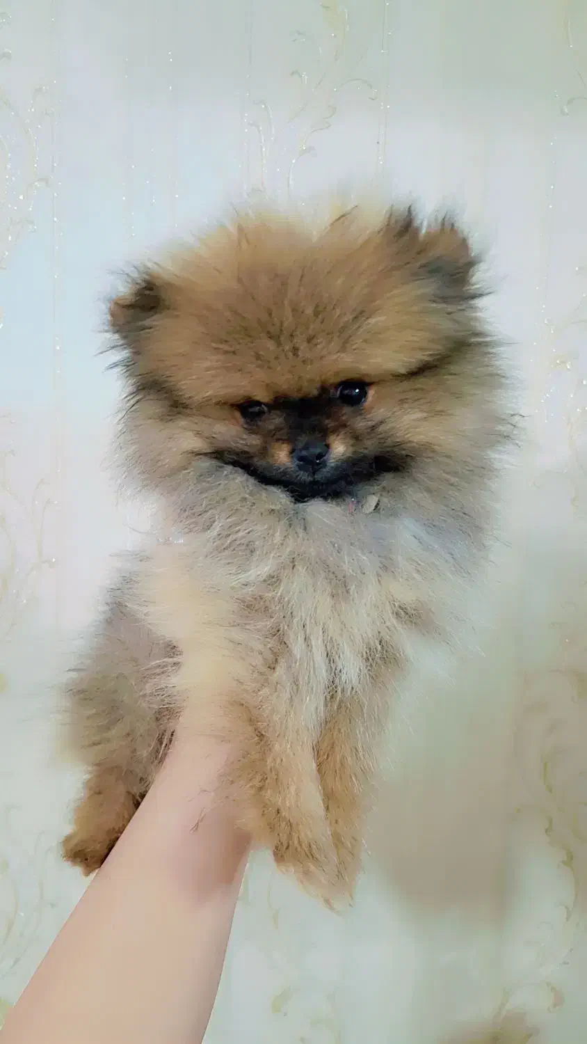 سگ پامر|سگ|محمدشهر, کوی بهار|دیوار