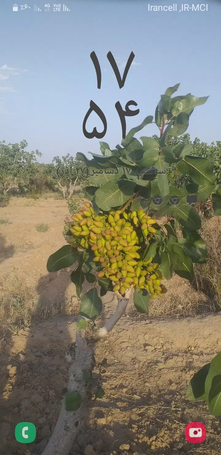 هرس درختان میو ه وپسته|خدمات باغبانی و درختکاری|گناباد, |دیوار