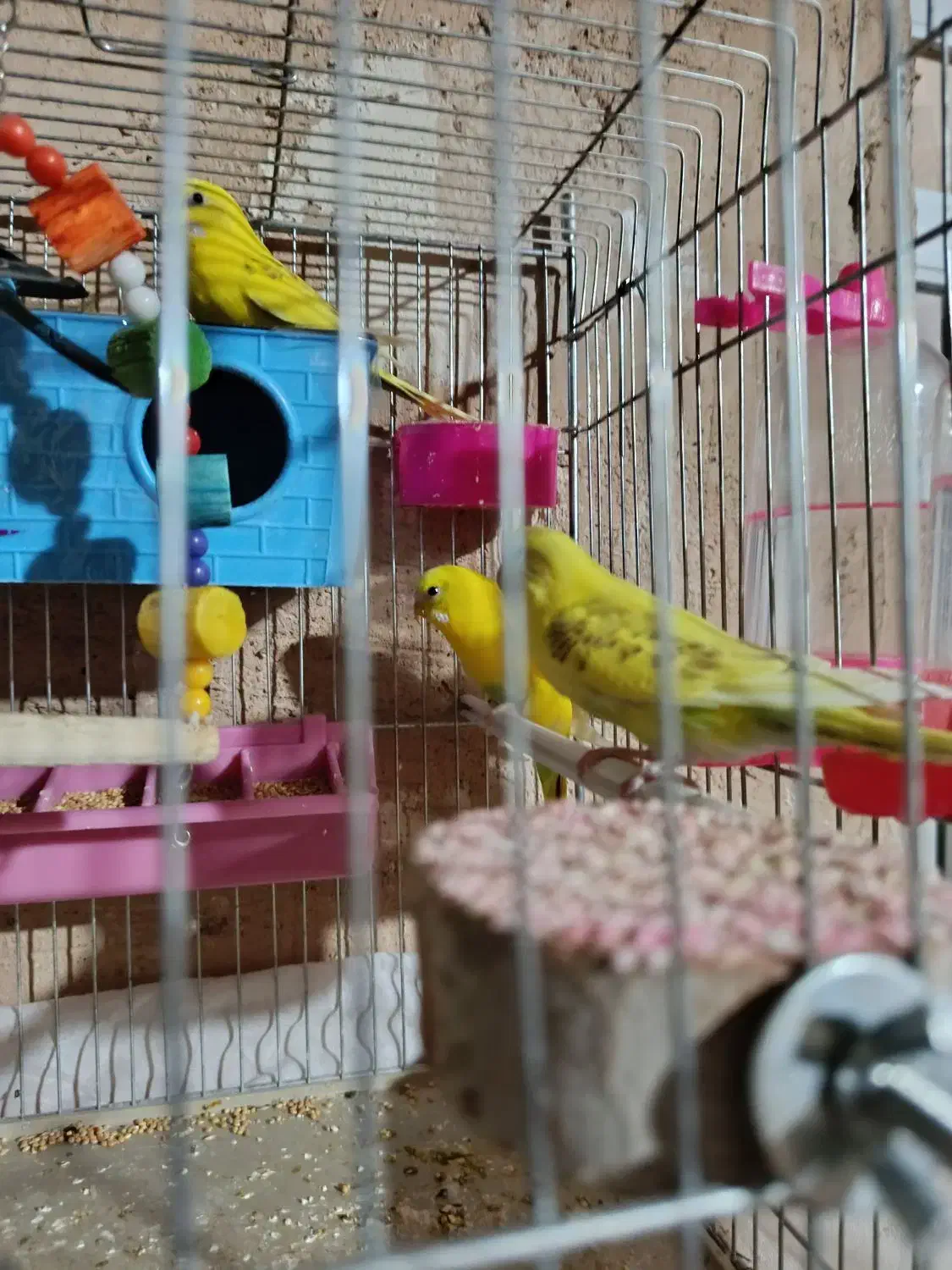 مرغ عشق ۱۱تا|پرنده|شیراز, دروازه قران|دیوار