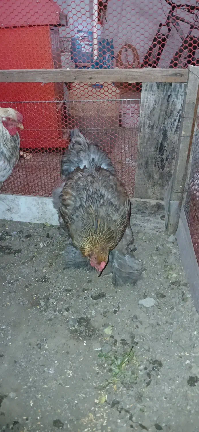 مرغ و خروس برهما سنگین کار داده|حیوانات مزرعه|لاهیجان, شهرک سلمان فارسی|دیوار