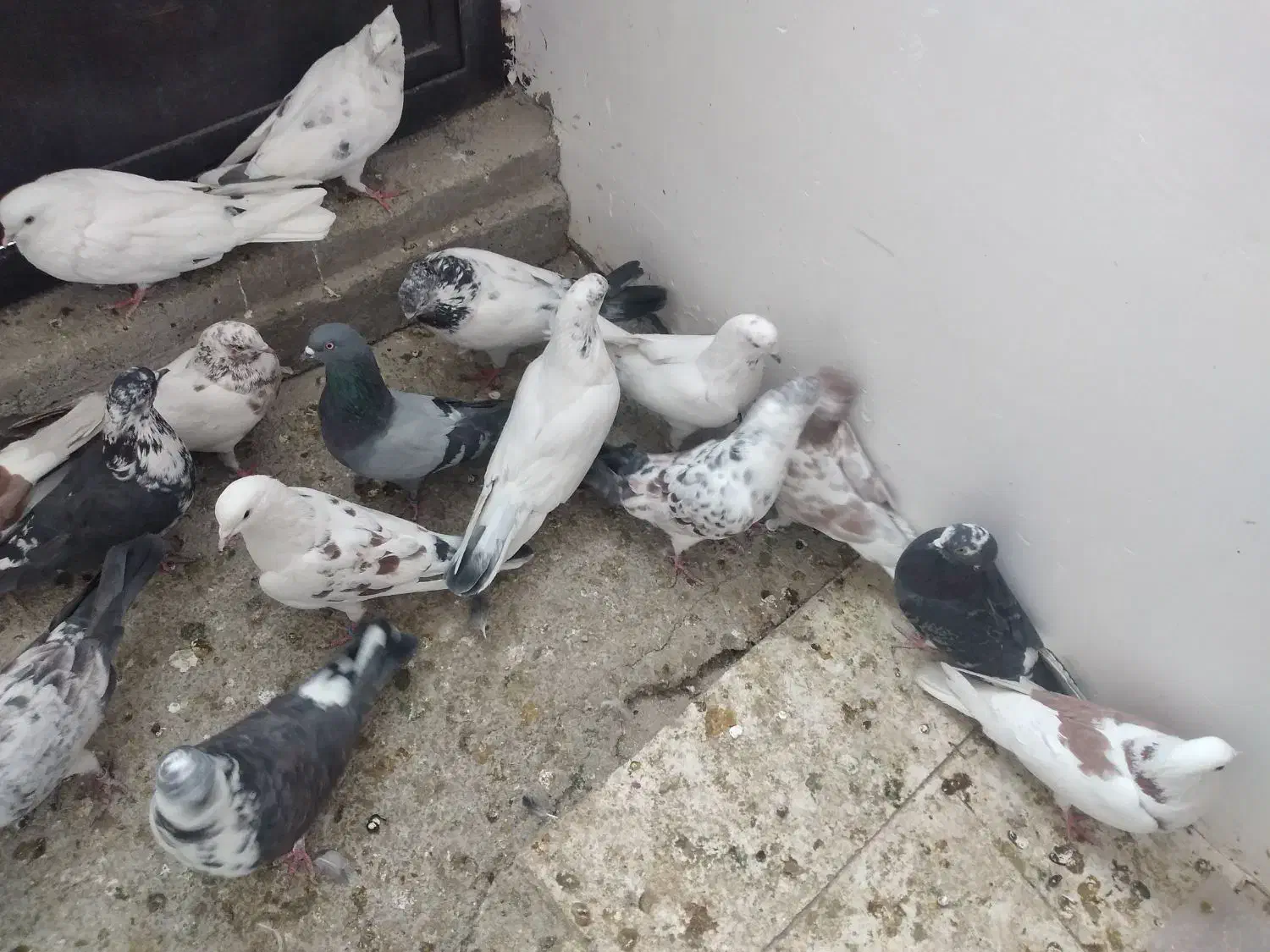 ۲۳ عدد قریب گیری|پرنده|شهریار, شهریار|دیوار