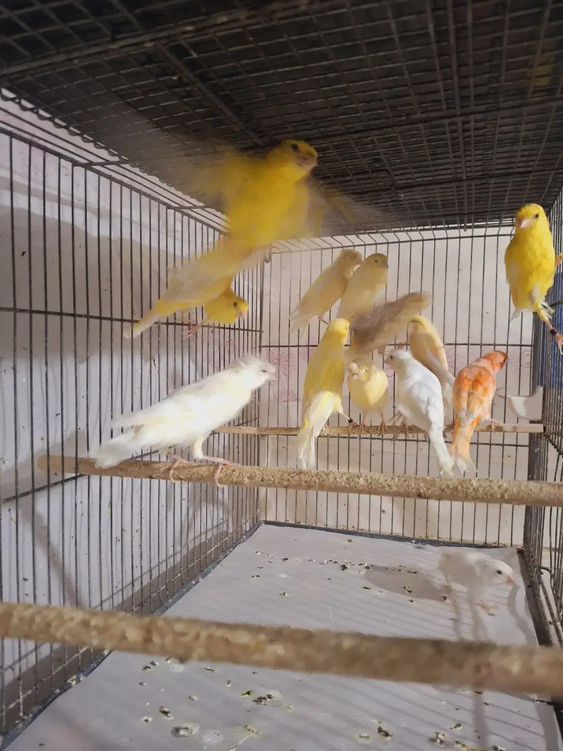 قناری|پرنده|قم, شهرک امام حسین|دیوار