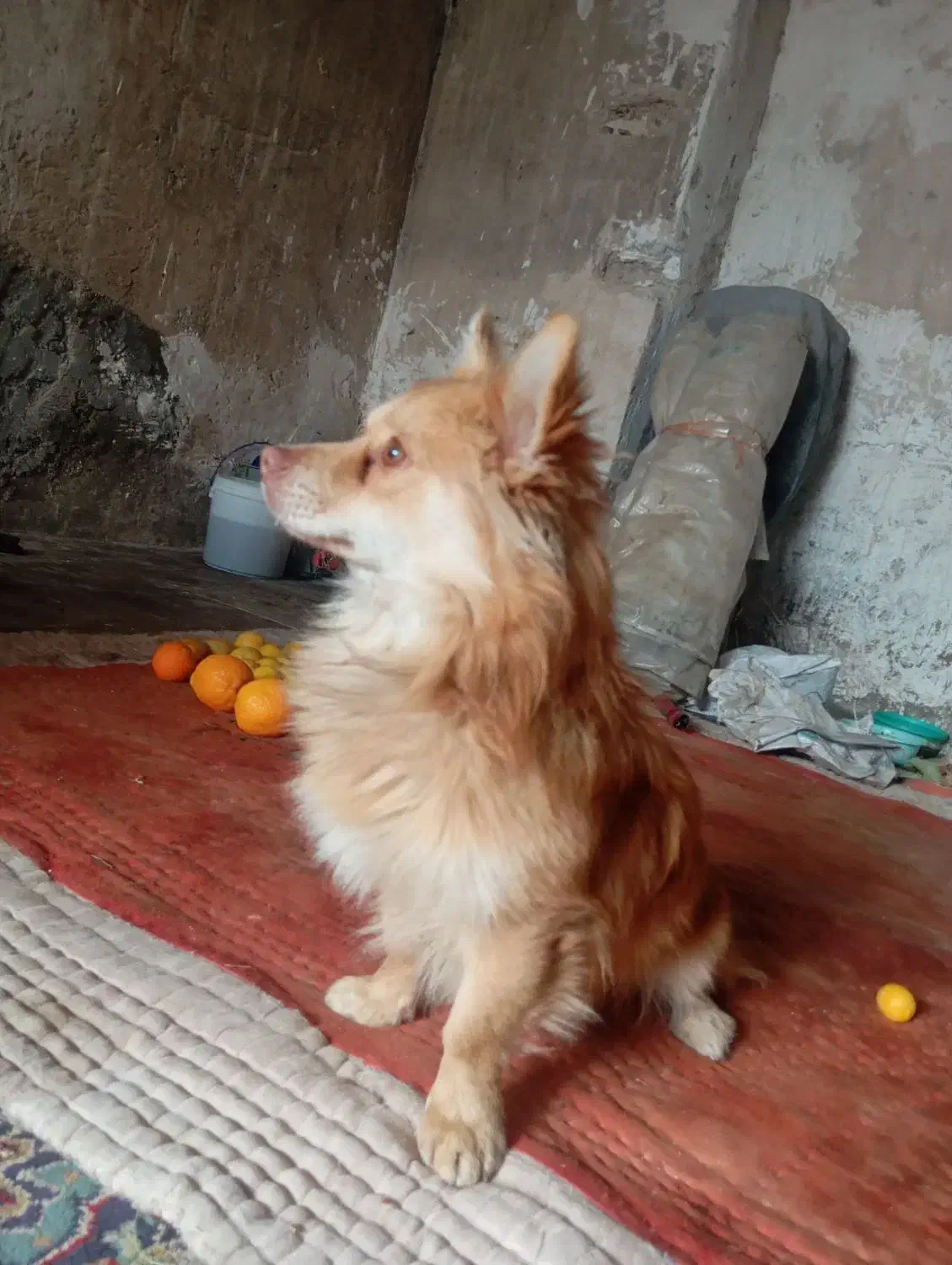 سگ زینتی|سگ|جهرم, |دیوار