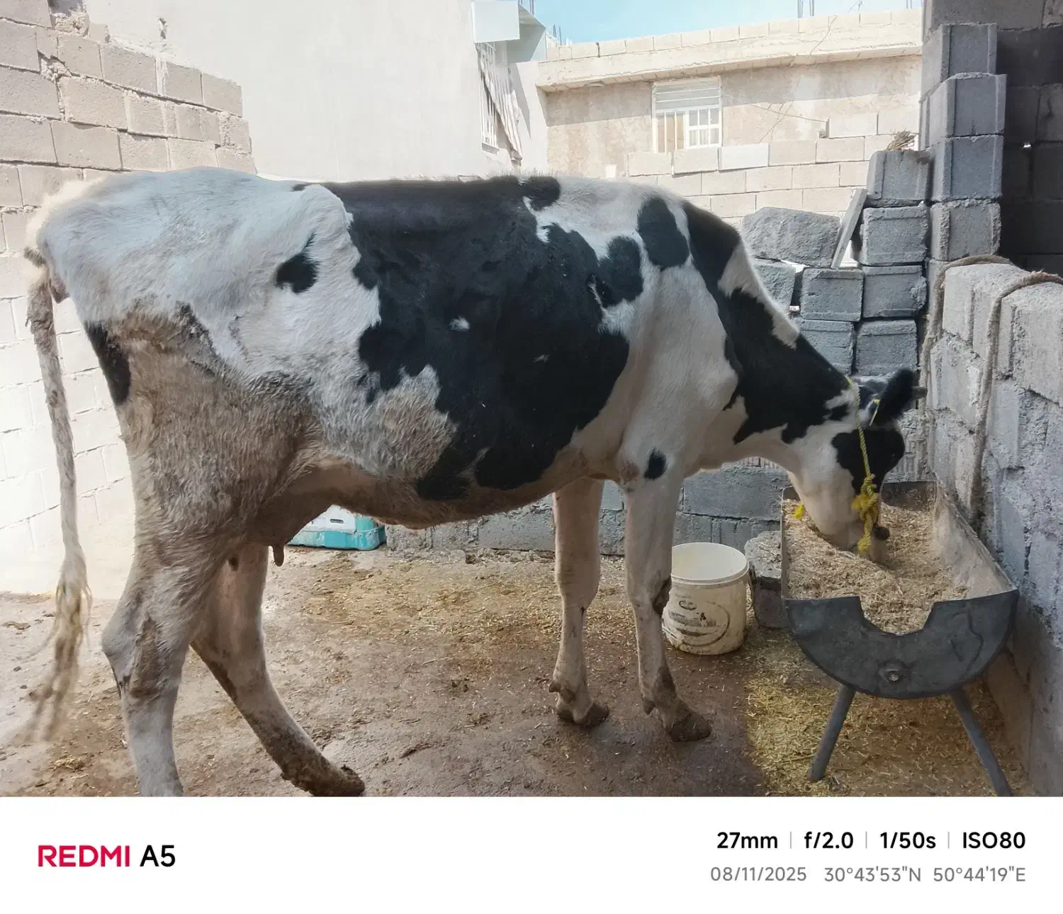 فروش گاو با گوساله نر چهارماهه|حیوانات مزرعه|چرام, |دیوار