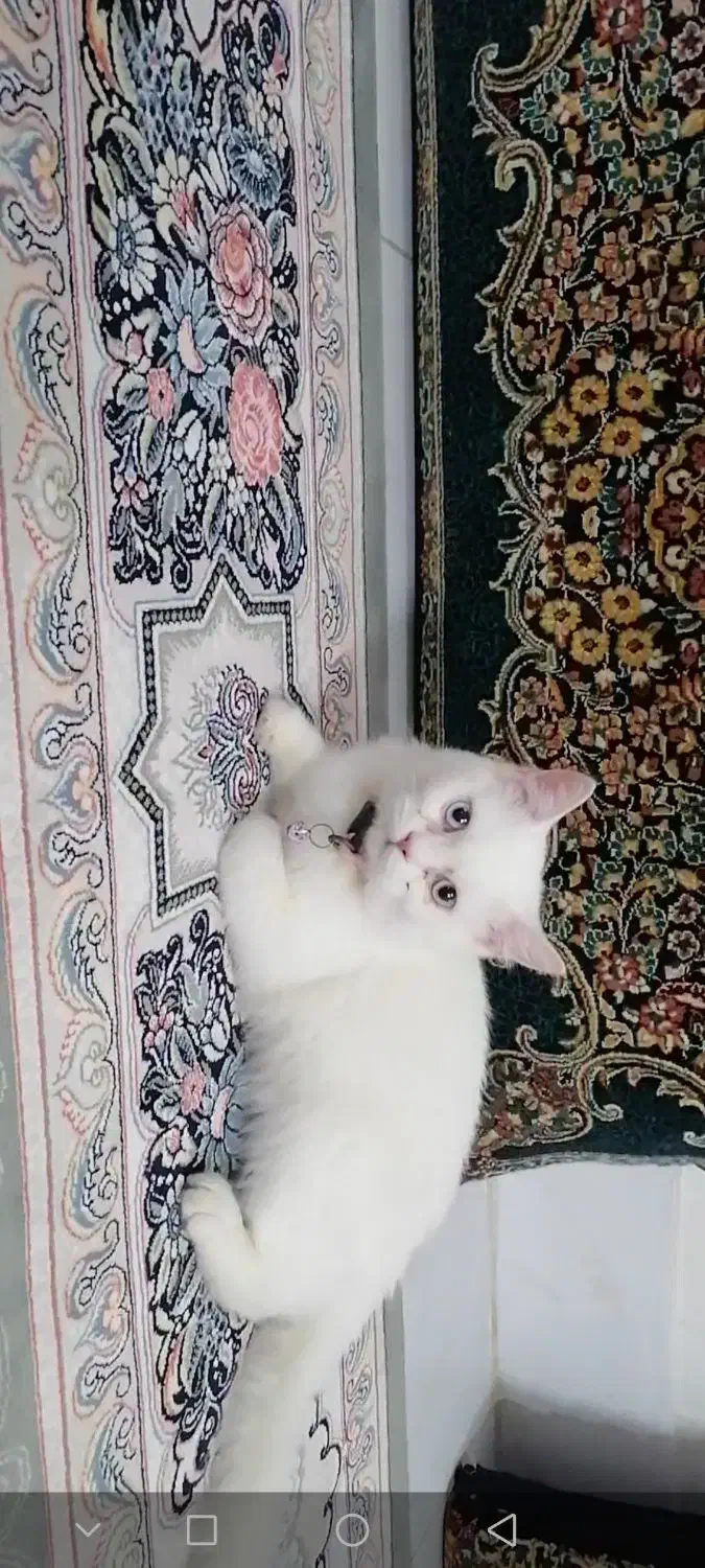 گربه پرشین|گربه|مشهد, حضرت حجت|دیوار