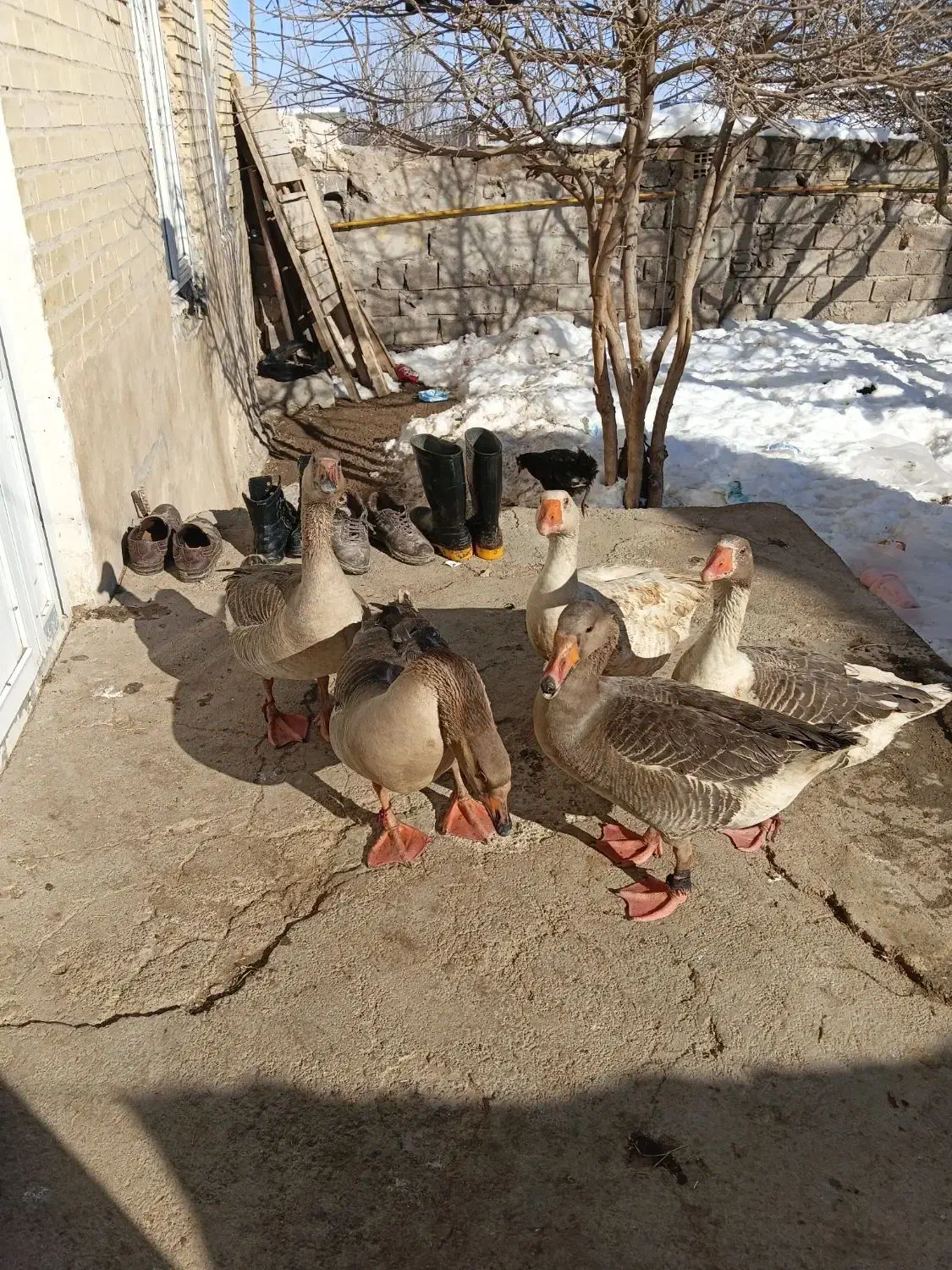 غازقو وساده خشکه رود اشتباه نکنید ۱۰ میلیون|حیوانات مزرعه|اردبیل, |دیوار