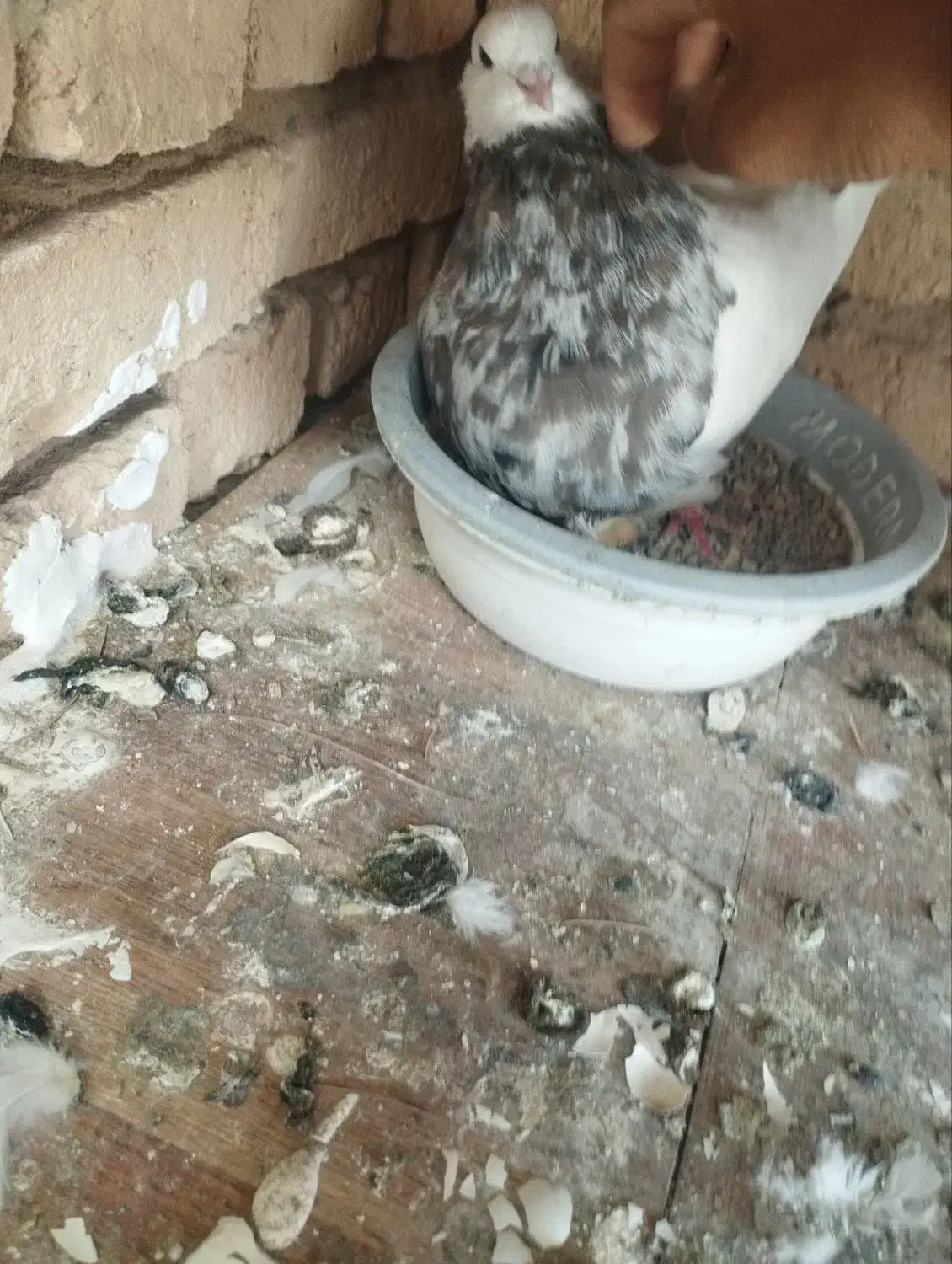 کبوتر کفتر پرنده|پرنده|فشم, |دیوار