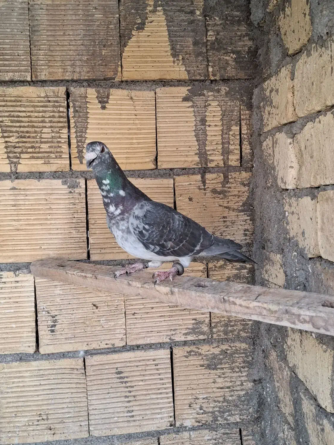 نر بزک و گوره ای|پرنده|مبارکه, |دیوار