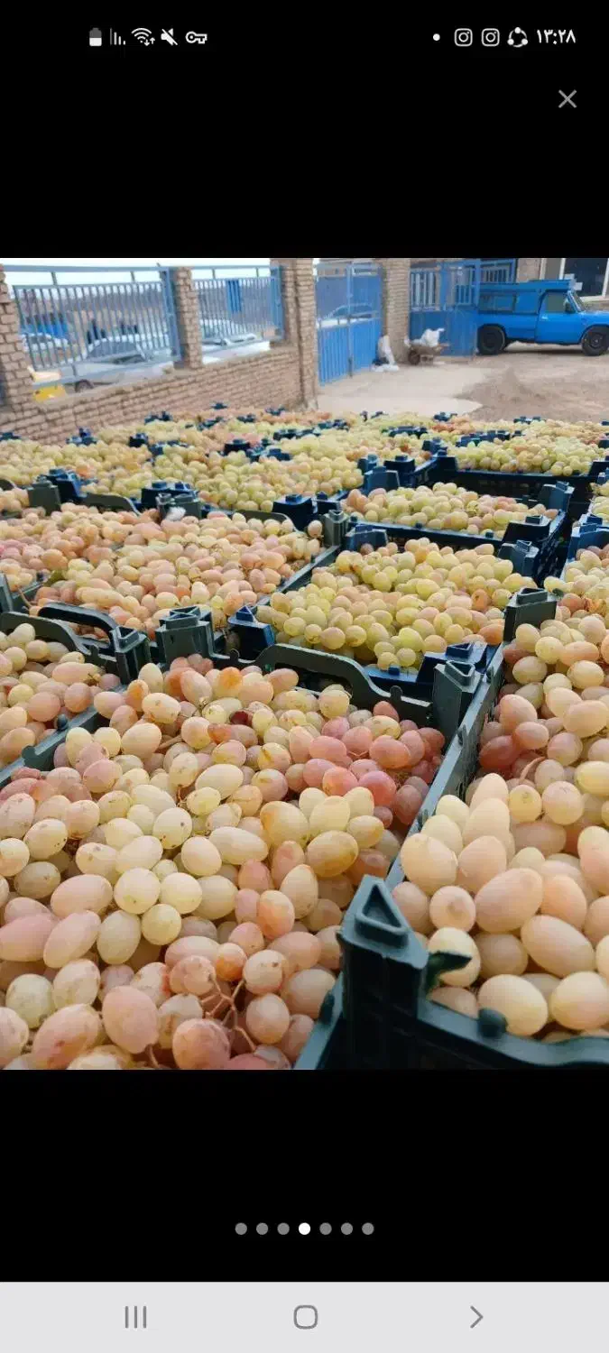 فروش انگور زمستانی|عمدهفروشی|شاهرود, |دیوار