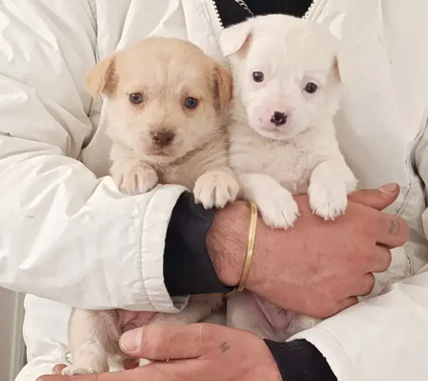 حیوان خانگی|سگ|خوانسار, |دیوار