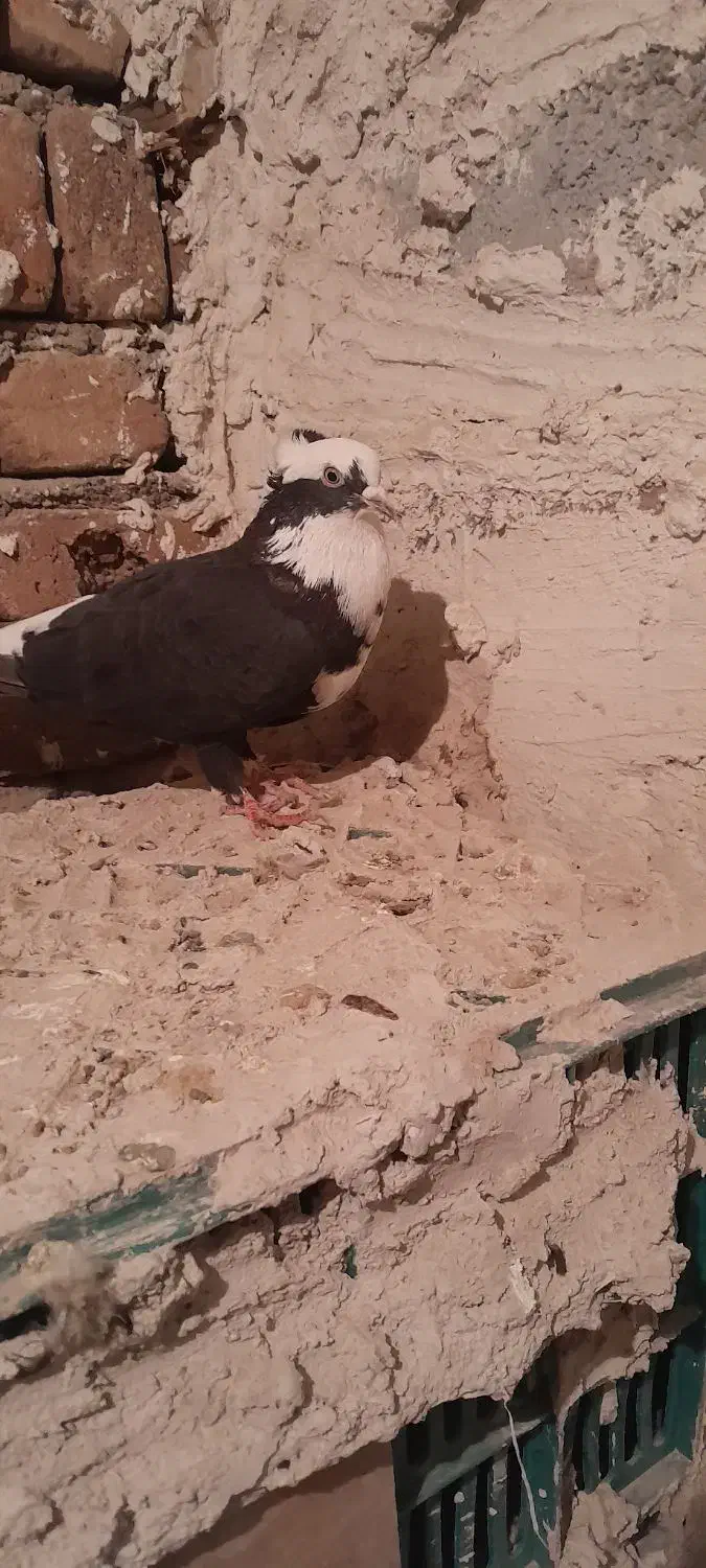 کبوتر عرب و سفید پلاکی و پوشتی|پرنده|بناب, |دیوار