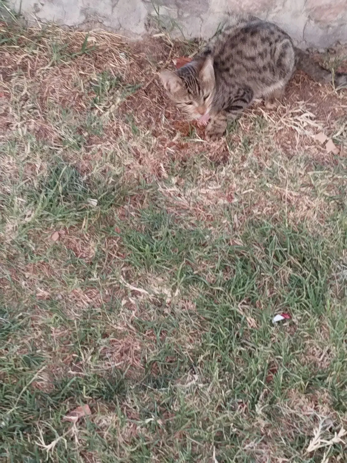 کیف پولی گم کردم|اشیا|بیرجند, |دیوار