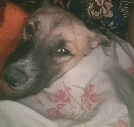 گمشده|حیوانات|کرج, حصارک پایین|دیوار