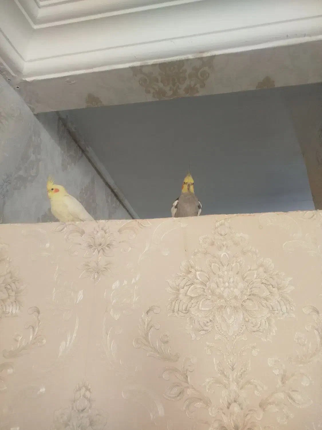 عروس هلندی|پرنده|تربت‌حیدریه, حیدرآباد|دیوار