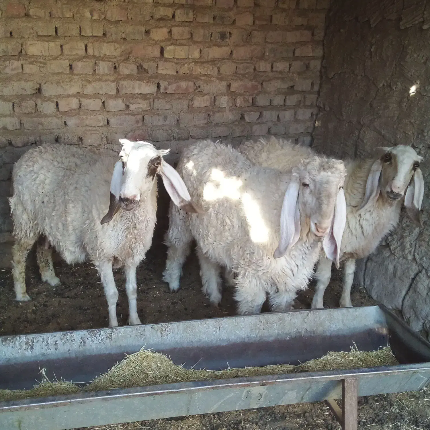 یک بره نر یک بره ماده یک میش|حیوانات مزرعه|کرباسک, |دیوار