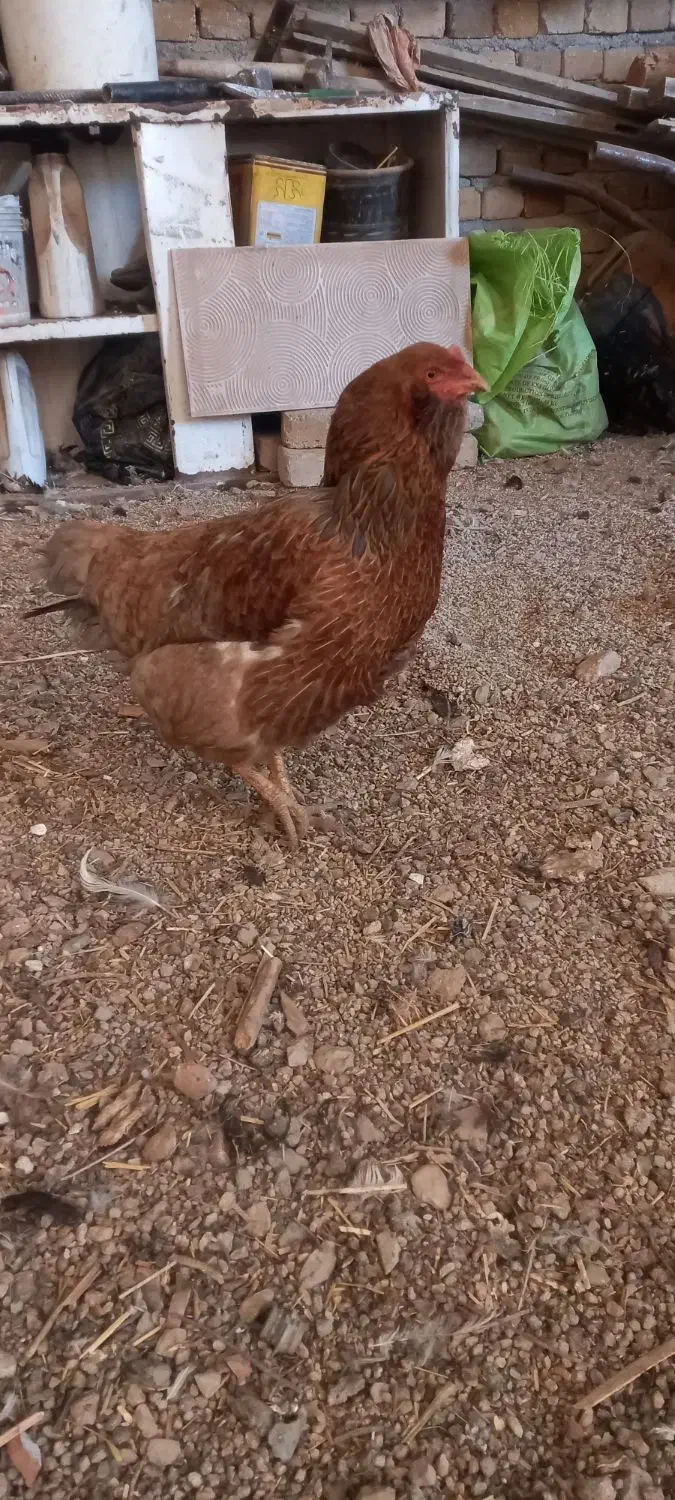 مرغ|حیوانات مزرعه|بروجرد, |دیوار