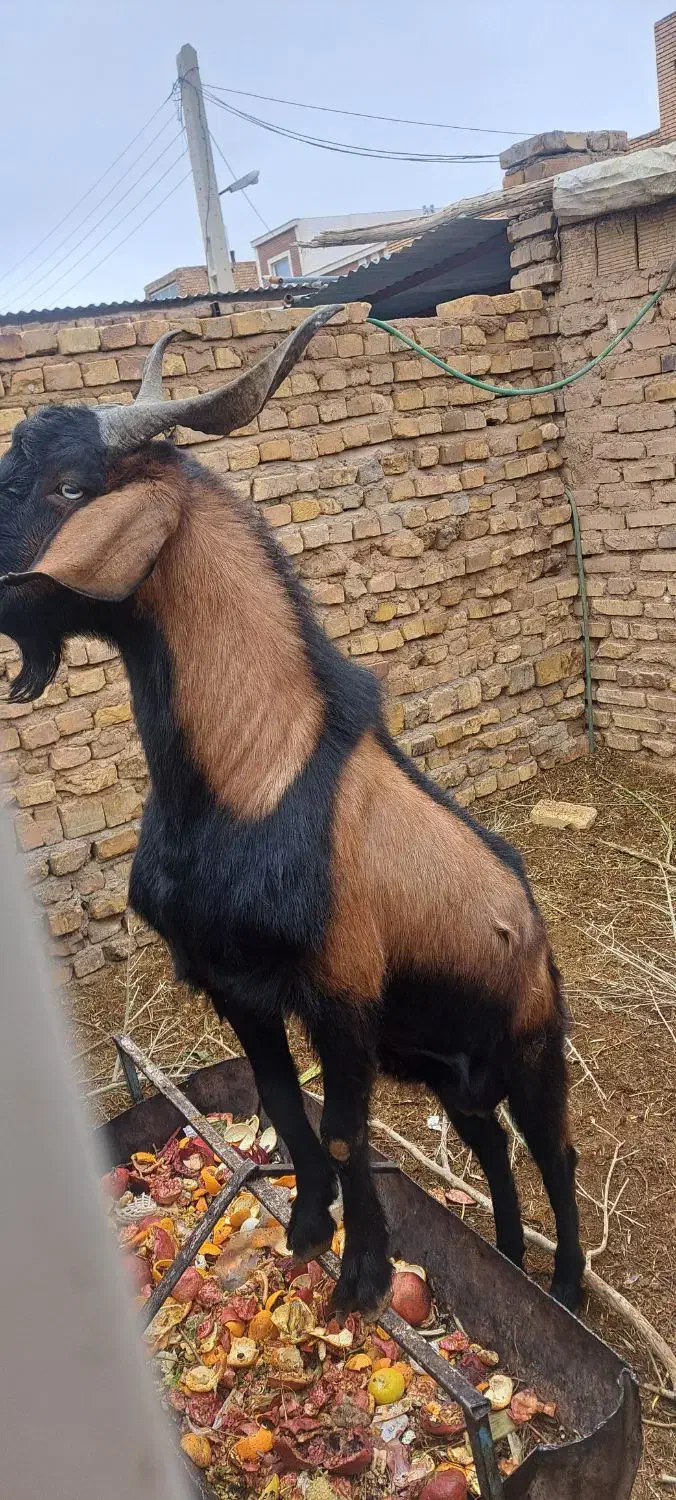 چپش آلپاین|حیوانات مزرعه|اردکان, |دیوار