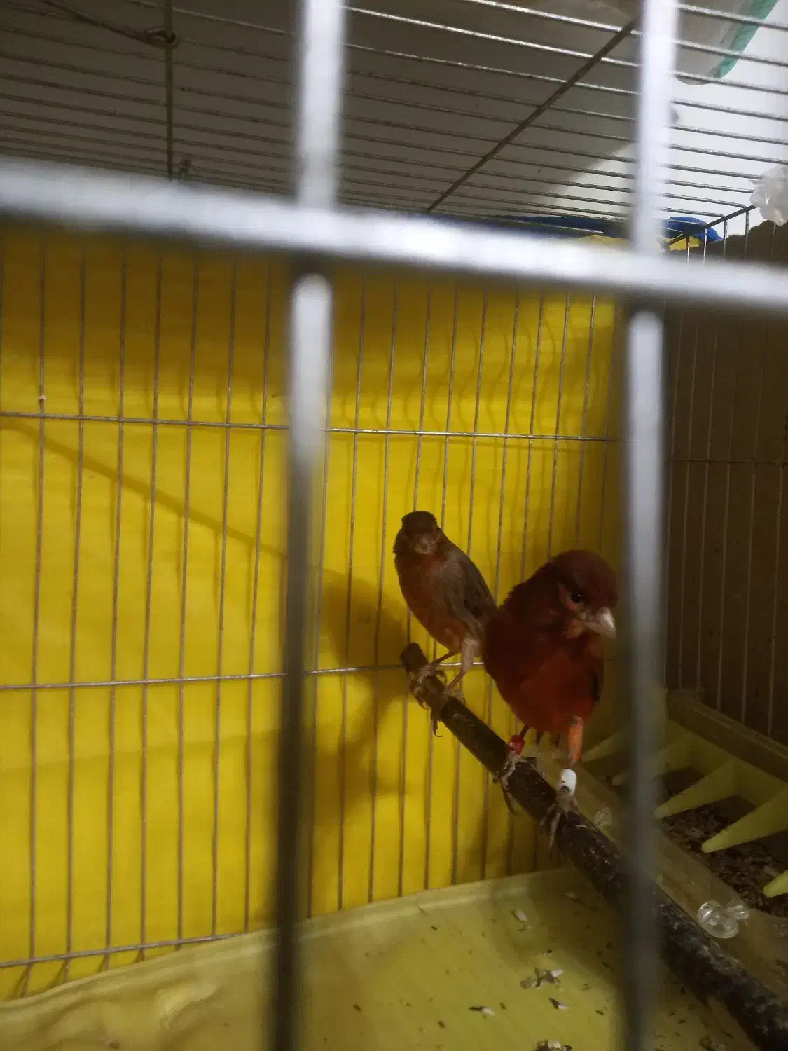 دوجفت قناری خوشرنگ ونژاددار|پرنده|رشت, کوی مهر|دیوار