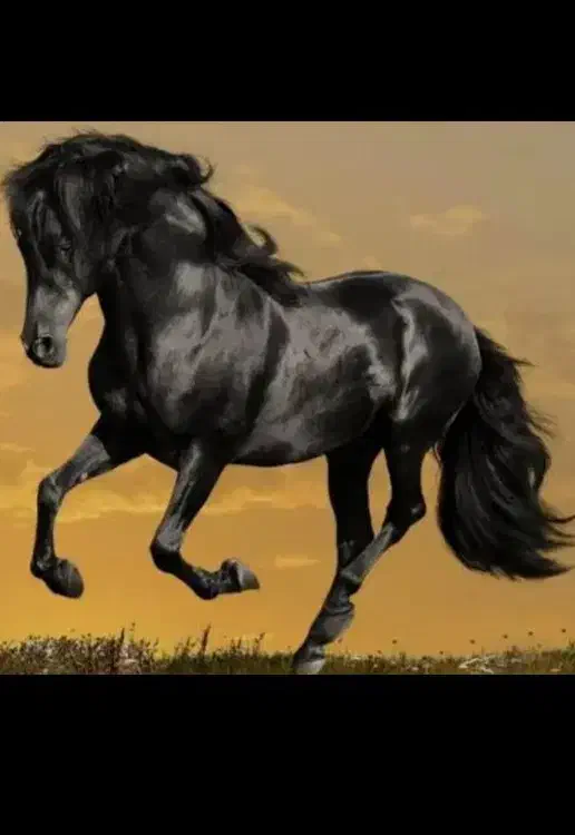 اخته فروشی|اسب و تجهیزات اسب‌سواری|سیلوانه, |دیوار