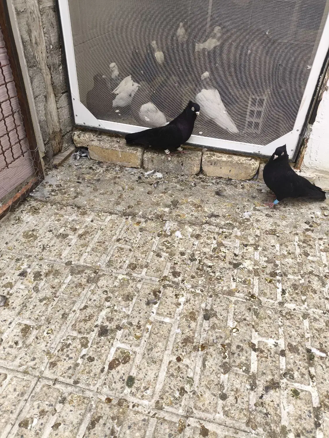 جفت کفتر اصیل  بینظیر|پرنده|شاهین‌شهر, فردوسی|دیوار