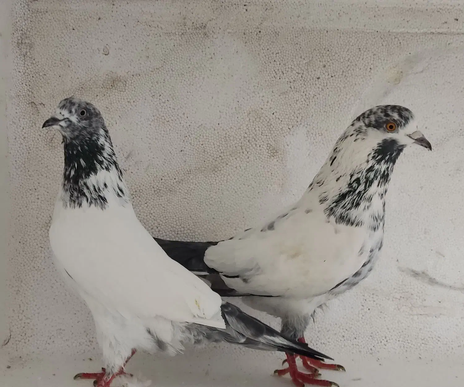 جفت دهن جور|پرنده|رشت, انصاری|دیوار