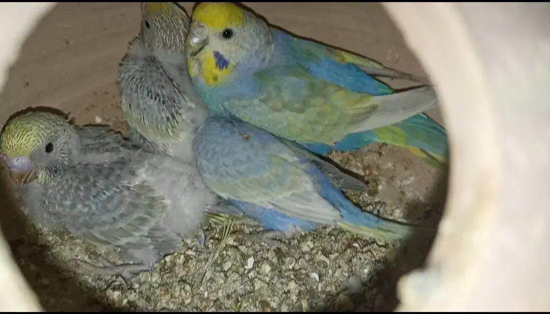 مرغ عشق رینبو ماده|پرنده|سراوان, |دیوار