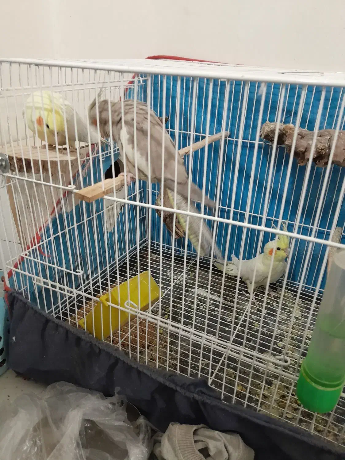 عروس معاوضه ای سه تا ماده|پرنده|هیرمند, |دیوار