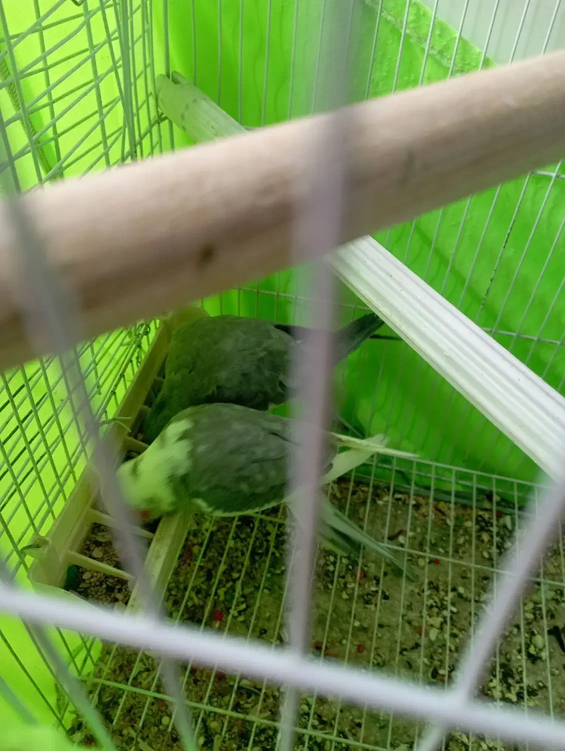 عروس هلندی مولد|پرنده|نقده, |دیوار