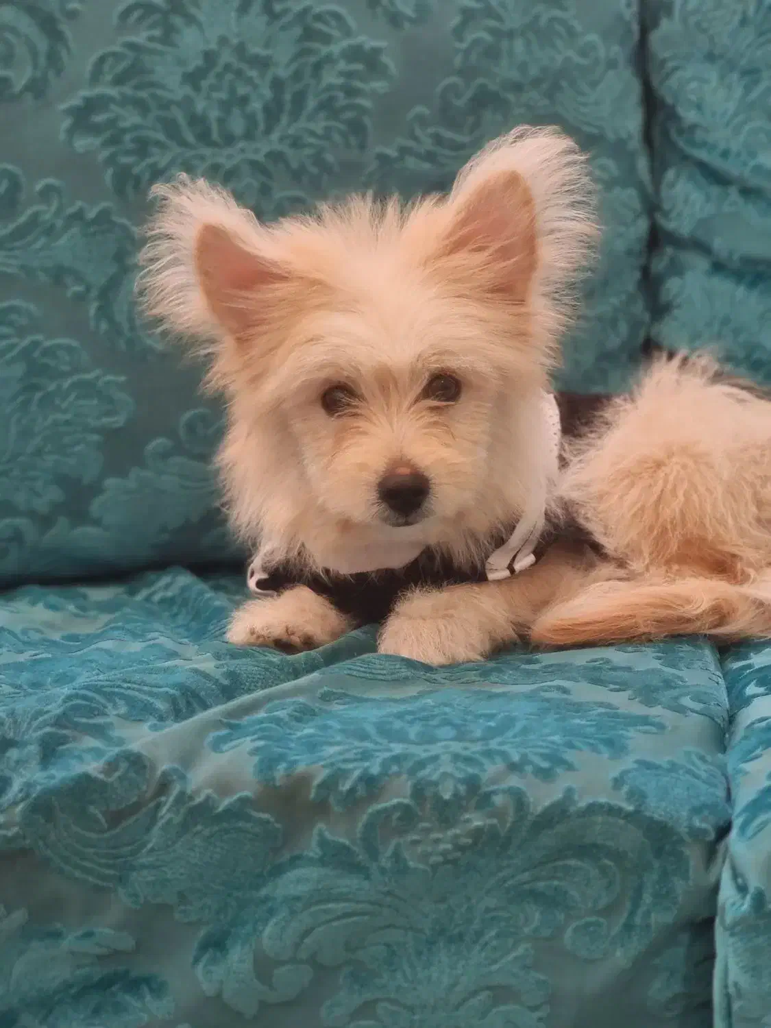 توله اشپیتز پامر|سگ|پرند, فاز ۶|دیوار