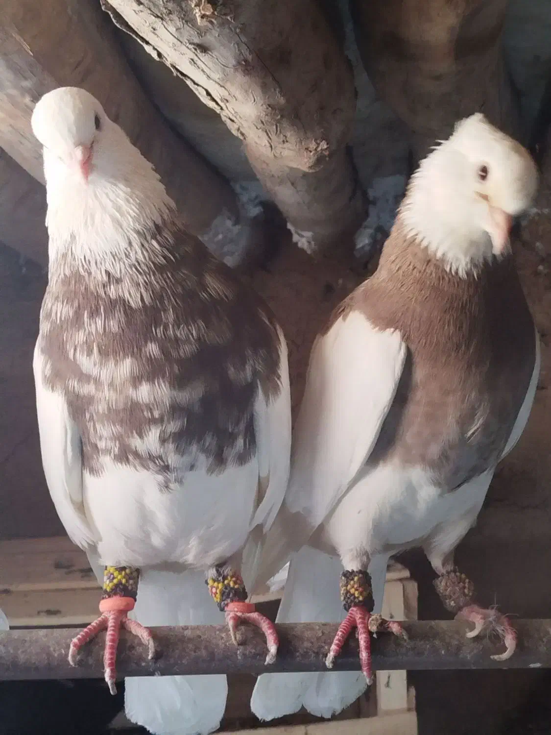 طوقی کاکلی|پرنده|جوکار, |دیوار