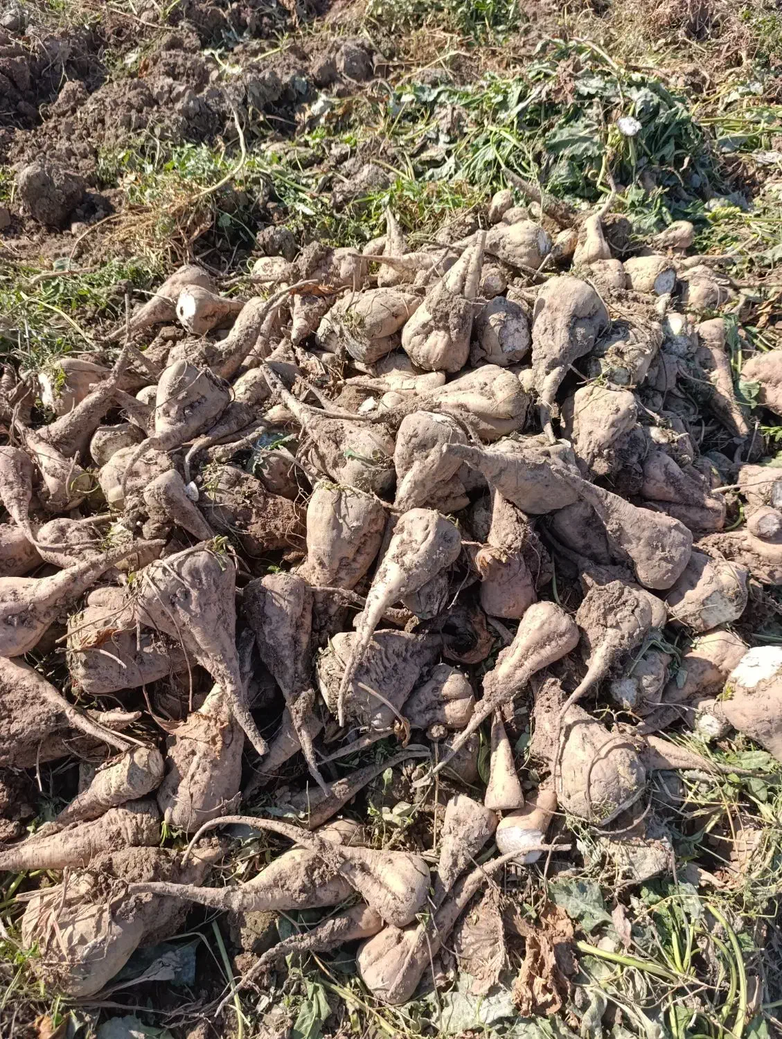 چغندر قند فروشی|حیوانات مزرعه|هلالی, |دیوار