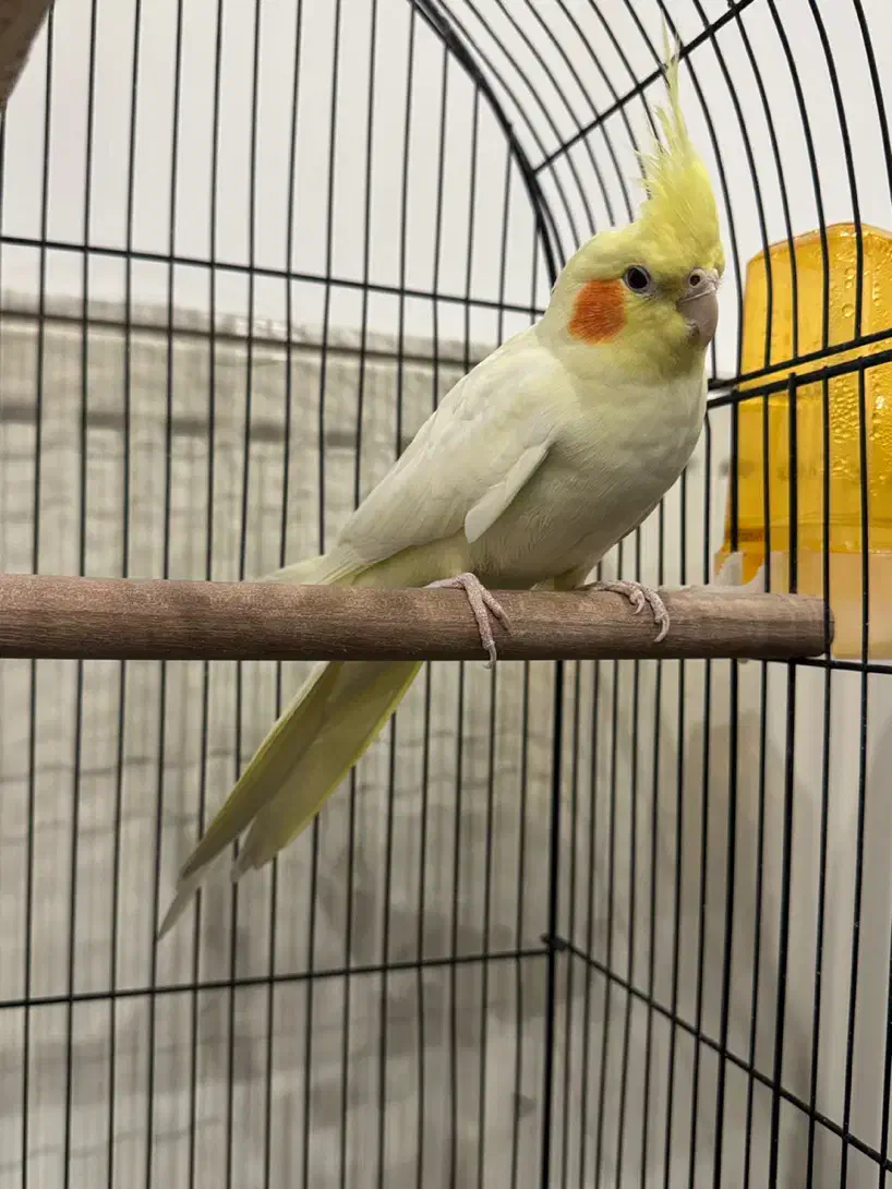 عروس هلندی|پرنده|کرج, محمد آباد|دیوار