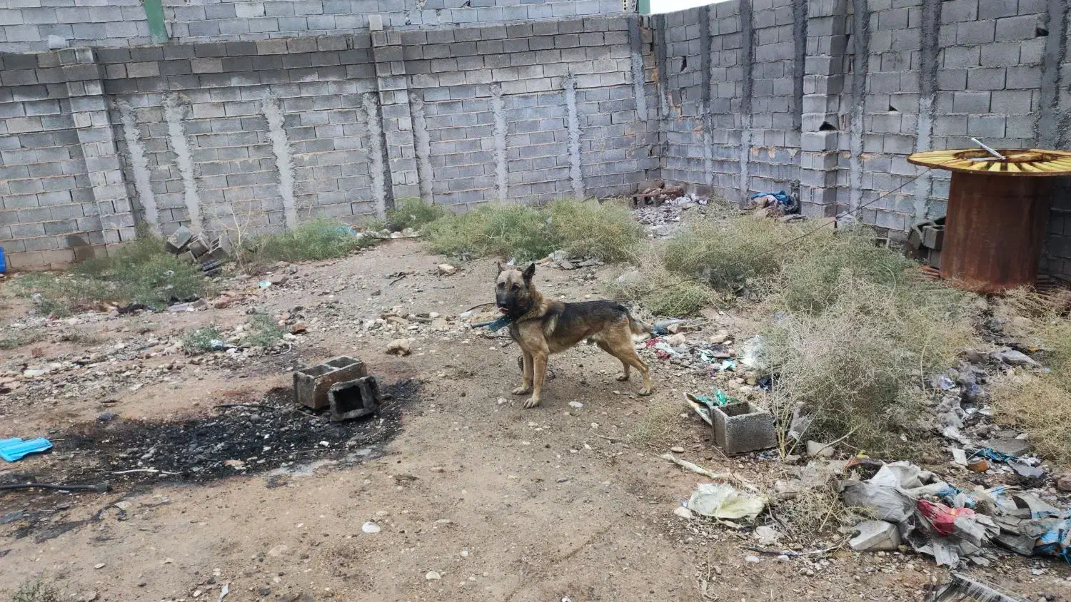 سگ .|سگ|شیراز, گچی|دیوار