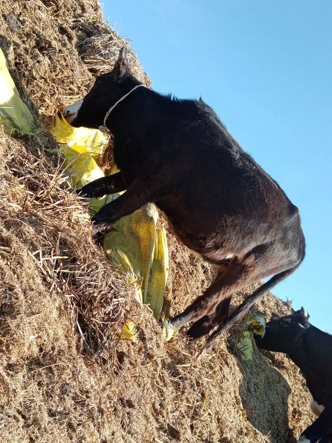 گوساله ماده گوشتی|حیوانات مزرعه|قشلاق دشت, |دیوار