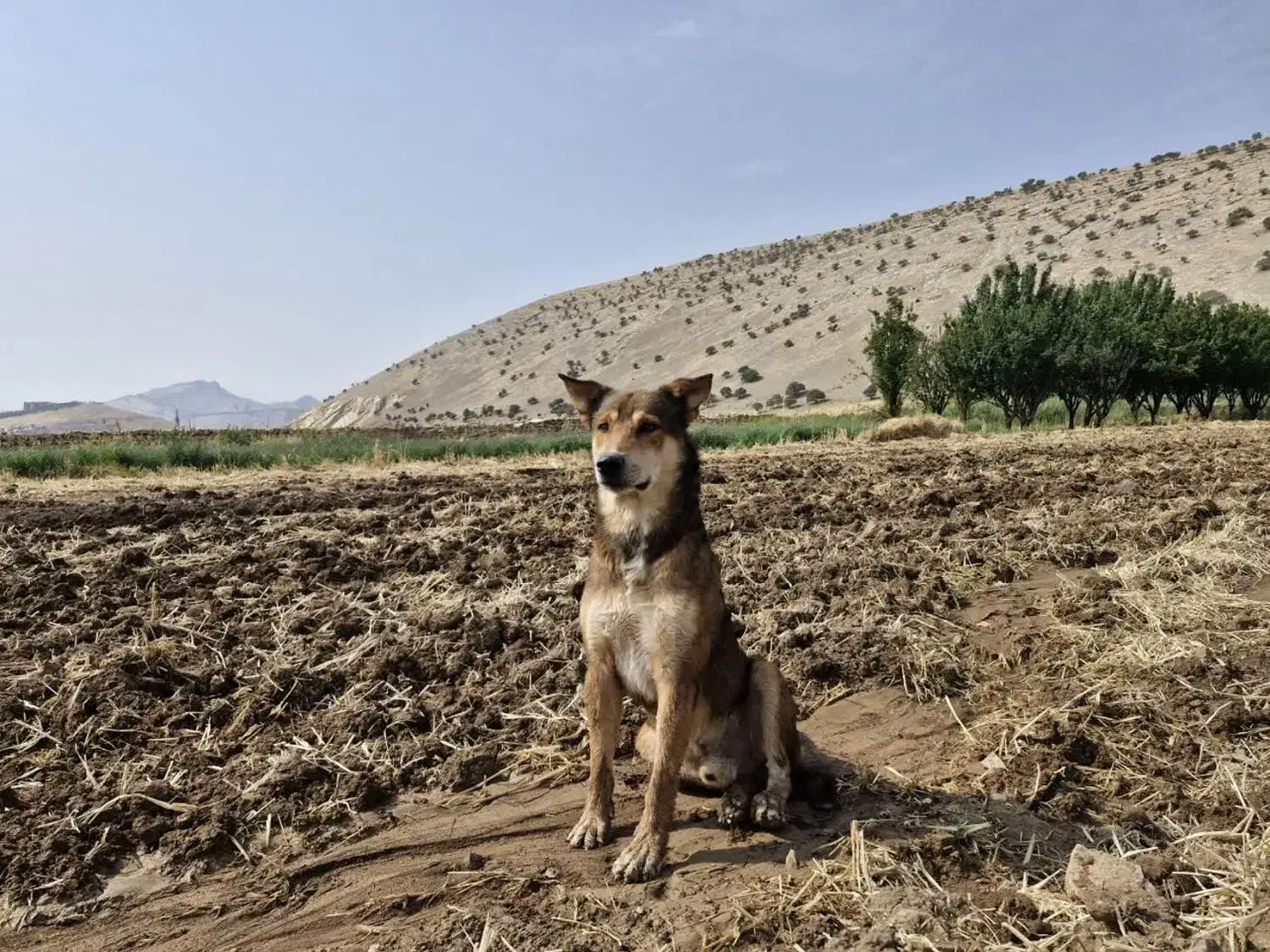 سگ گمشده،مژدگانی ۱۲میلیونی|حیوانات|خرم‌آباد, |دیوار