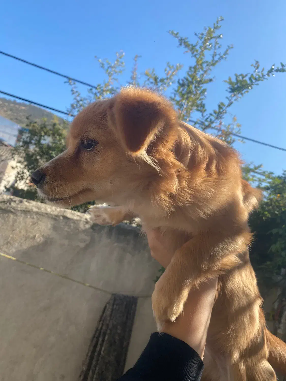 توله سگ|سگ|گرگان, |دیوار