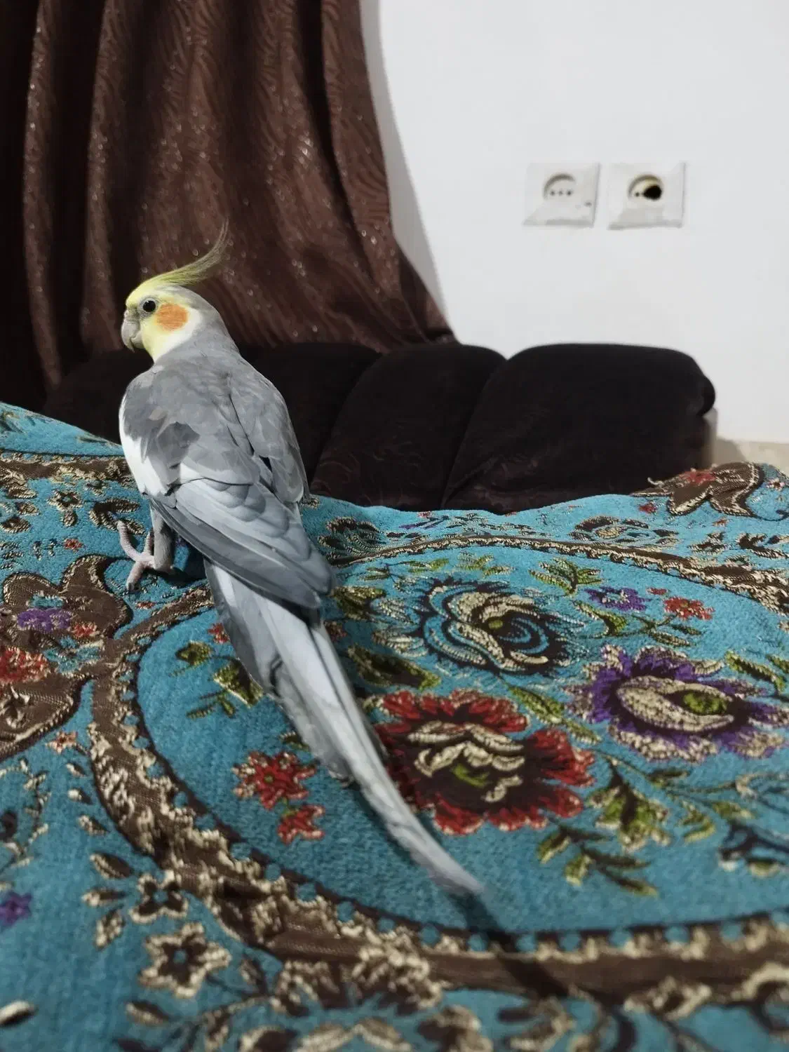 یه جفت طوطی عروس نر سخنگو رام|پرنده|بابل, |دیوار