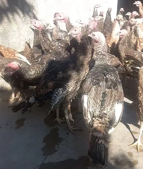 بوقلمون محلی و برنز|حیوانات مزرعه|هرسین, |دیوار