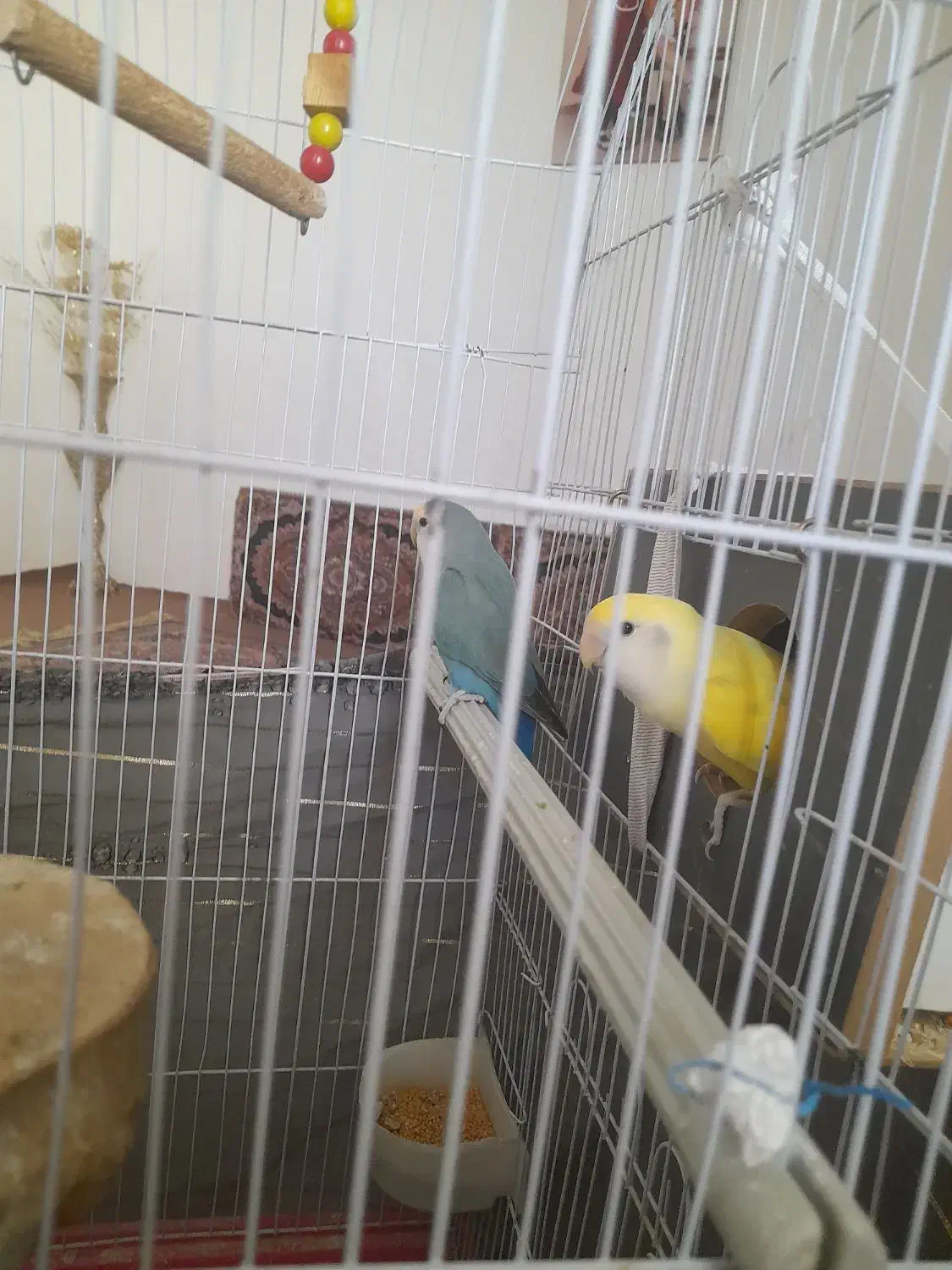 طوطی|پرنده|کرج, اسلامآباد|دیوار