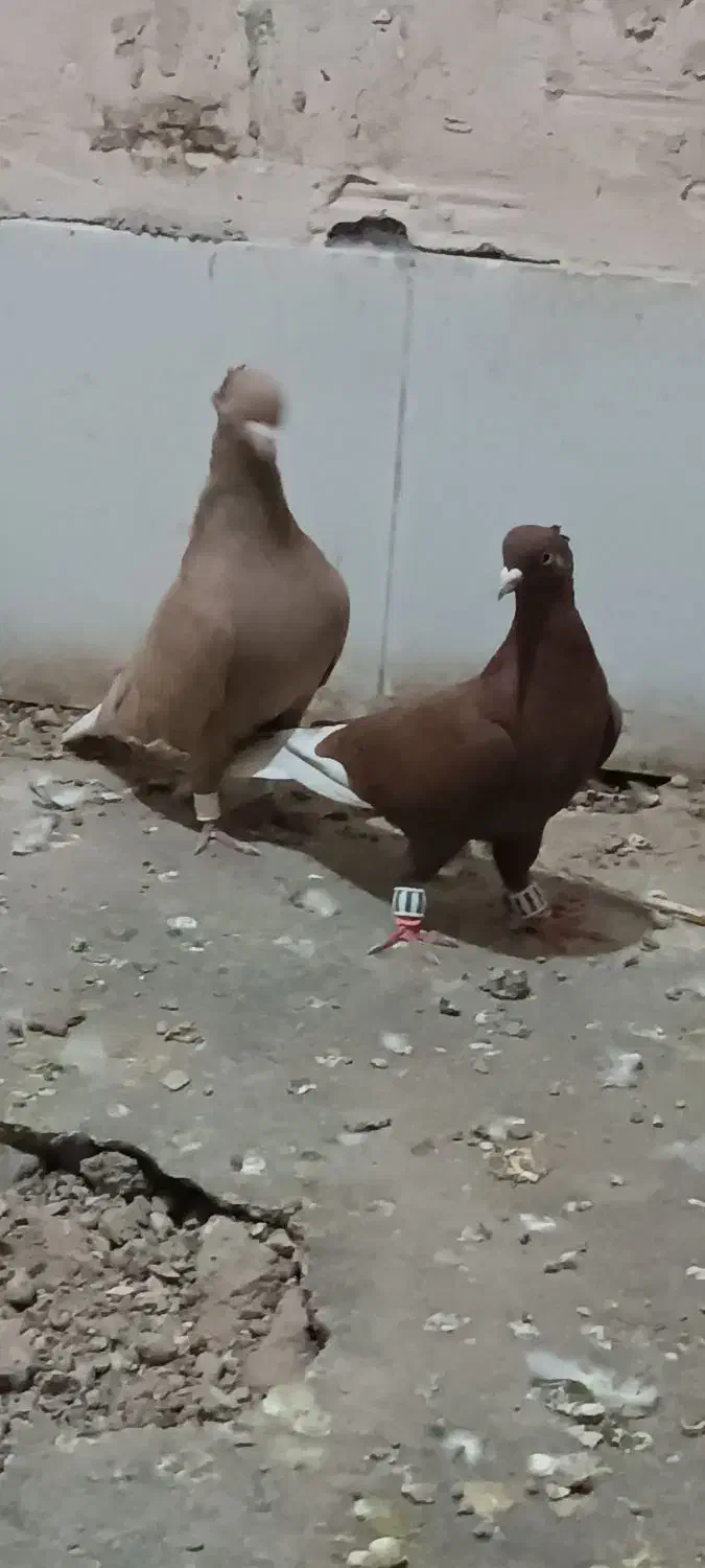 کفتر|پرنده|نصر آباد, |دیوار